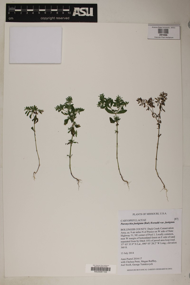 Paronychia fastigiata var. fastigiata photo 8