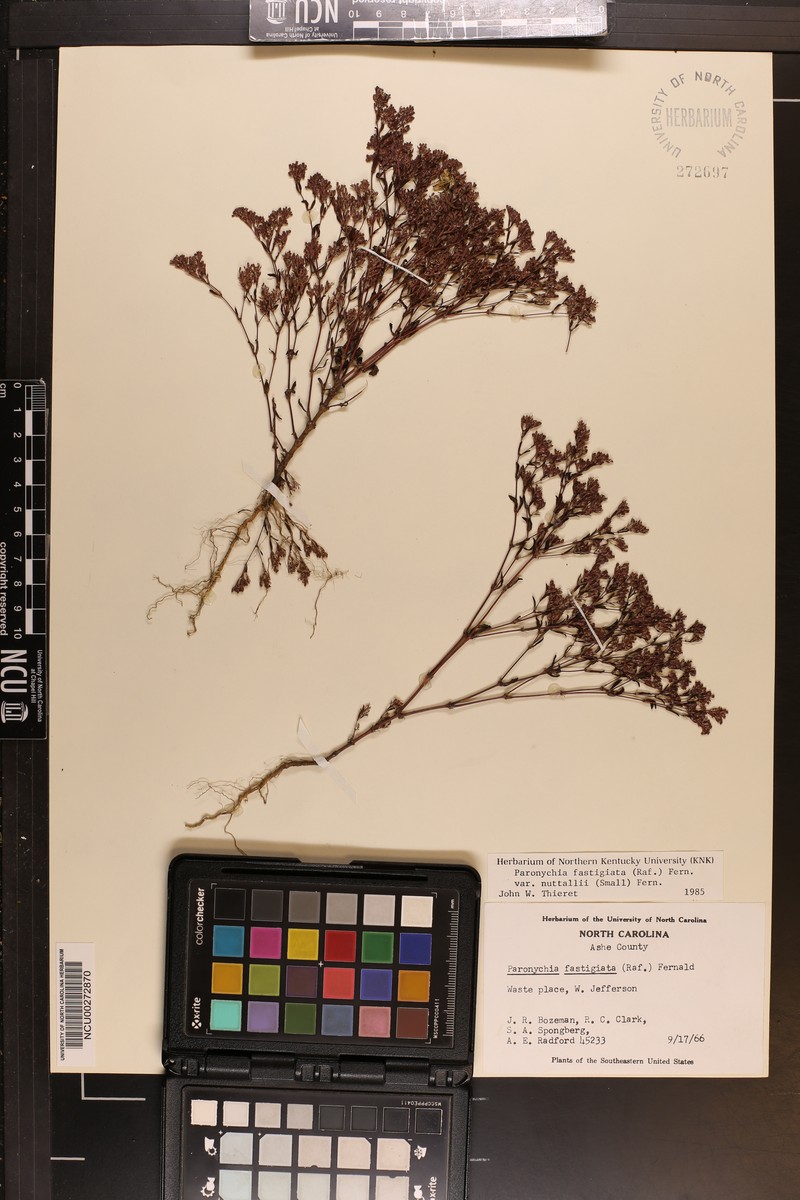 Paronychia fastigiata var. nuttallii