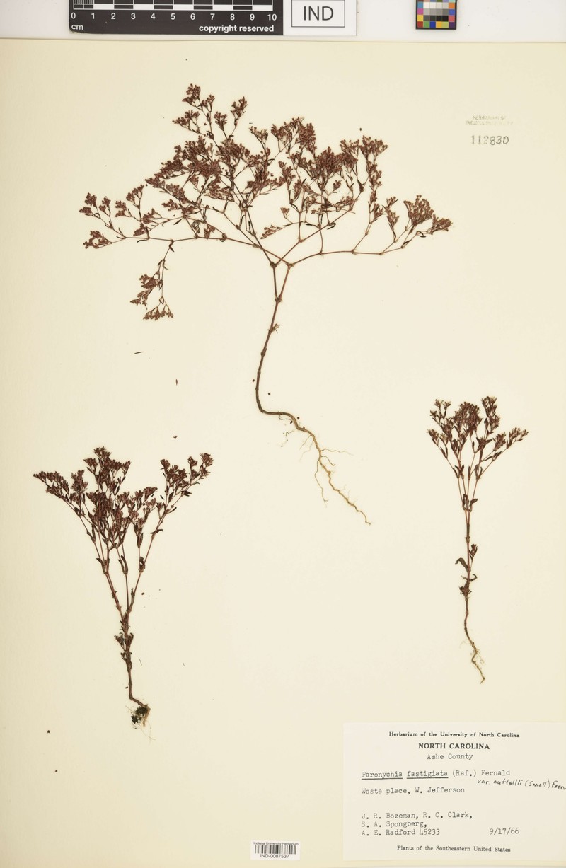 Paronychia fastigiata var. nuttallii photo 2