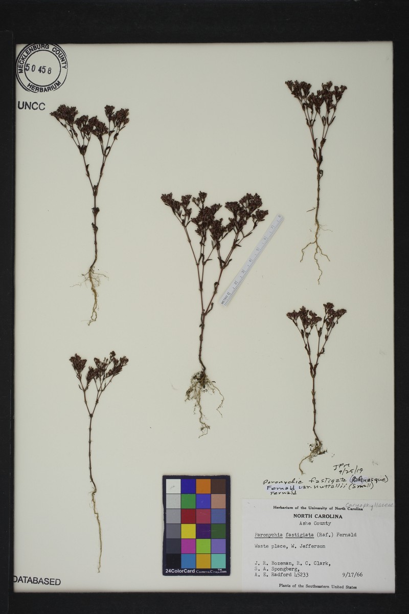 Paronychia fastigiata var. nuttallii photo 3