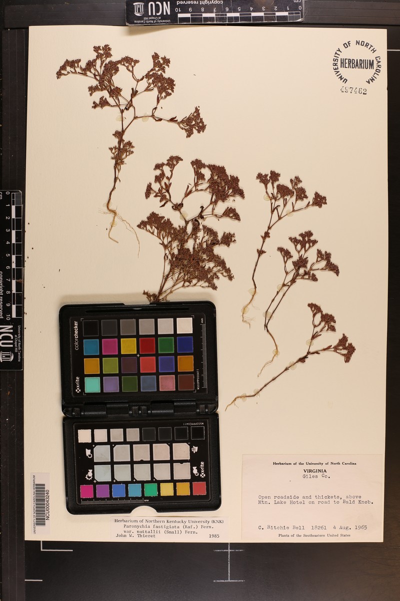 Paronychia fastigiata var. nuttallii photo 4