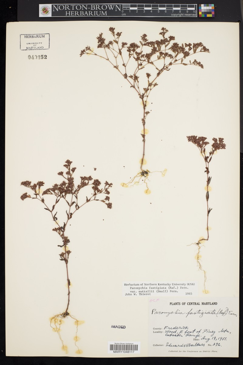Paronychia fastigiata var. nuttallii photo 5