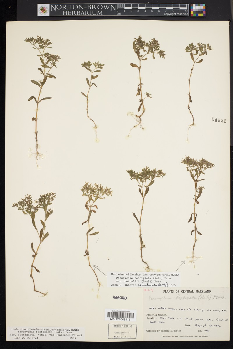 Paronychia fastigiata var. nuttallii photo 6