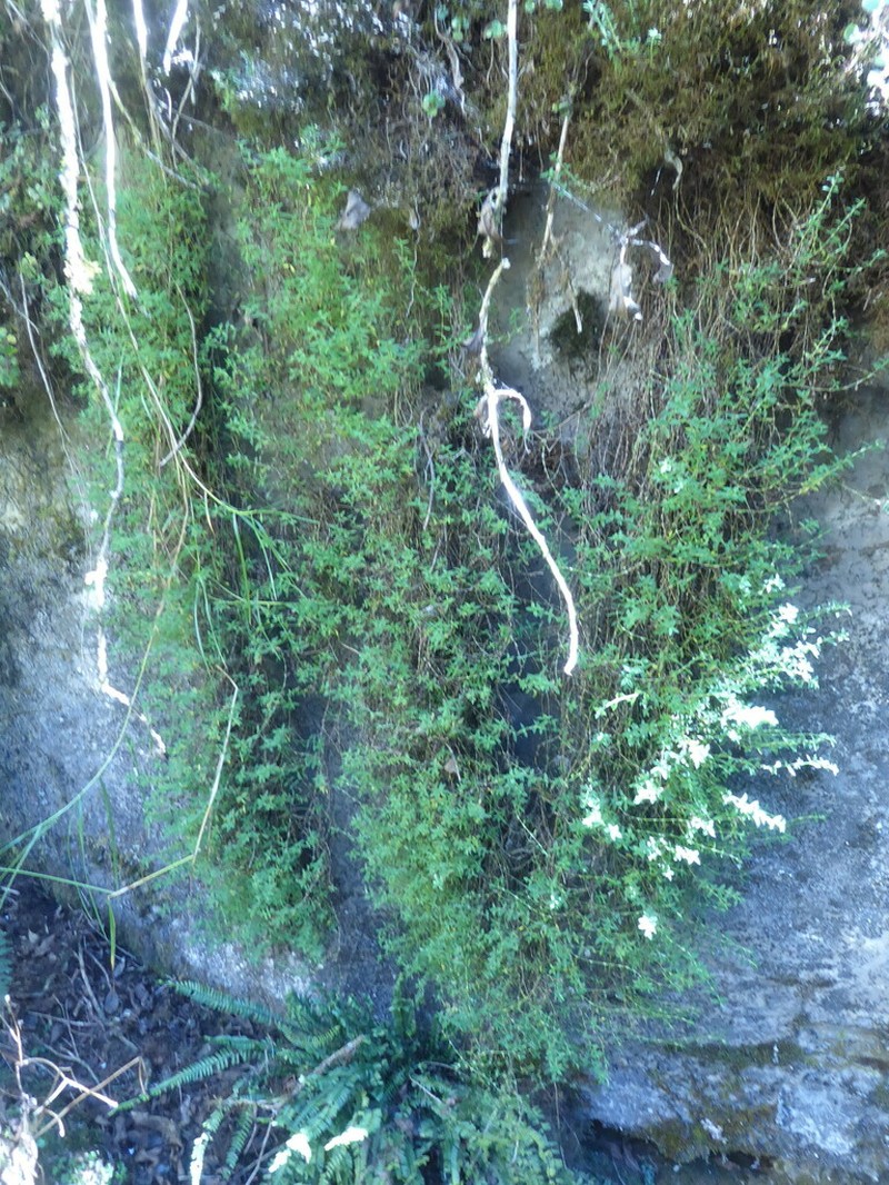 Paronychia glabra