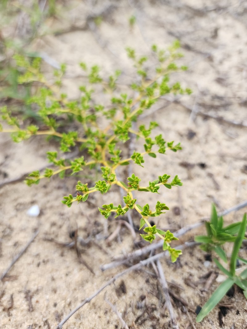 Coastal Plain Nailwort photo 2