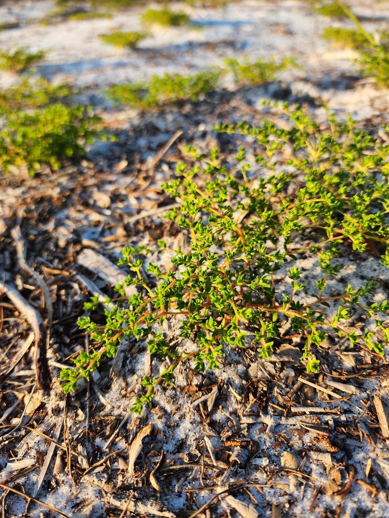 Coastal Plain Nailwort