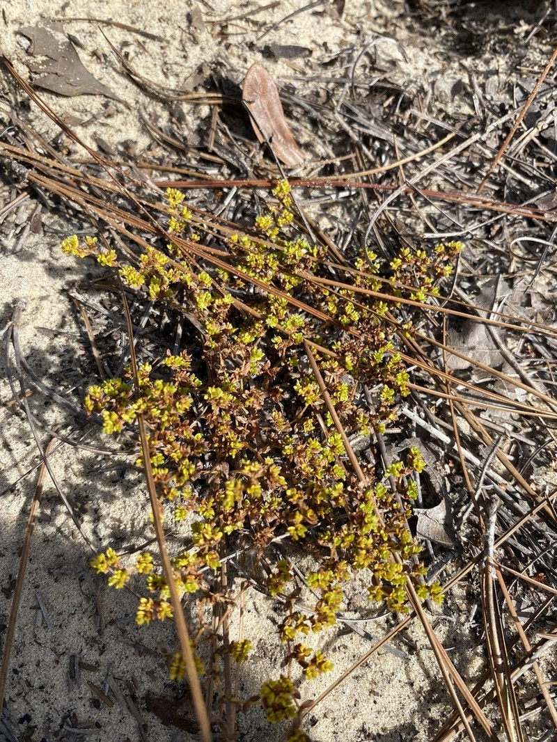 Coastal Plain Nailwort photo 4