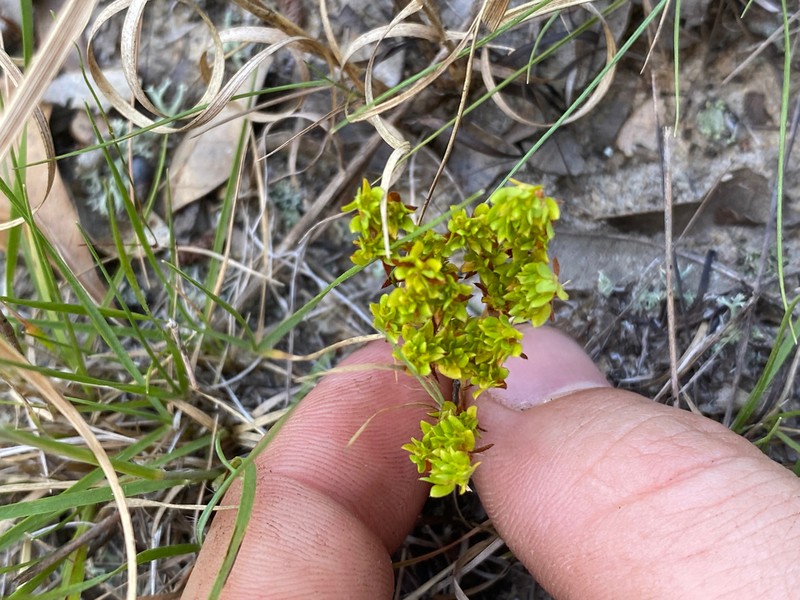 Coastal Plain Nailwort photo 5