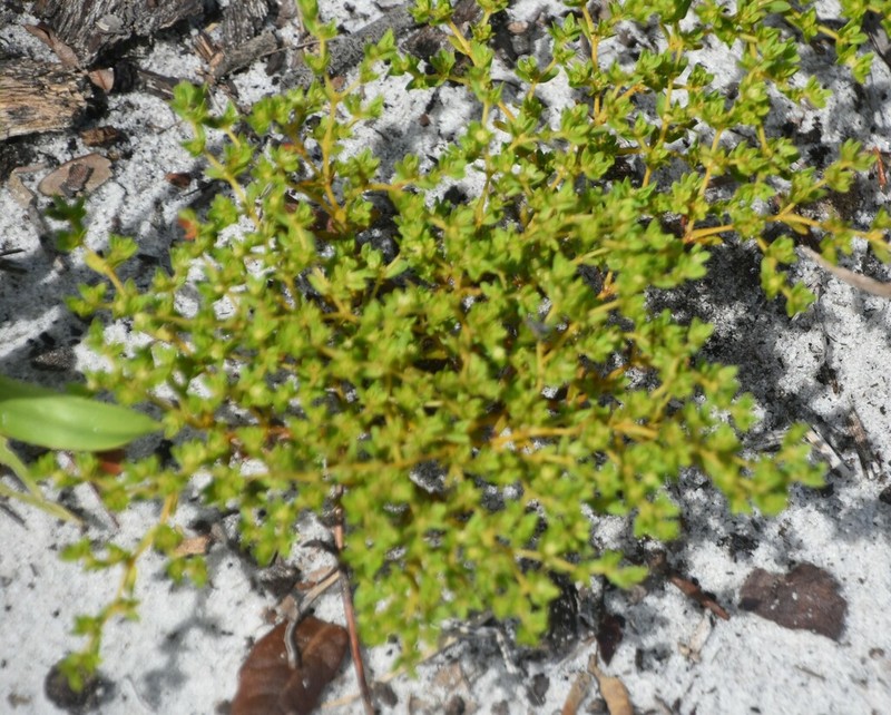 Coastal Plain Nailwort photo 6