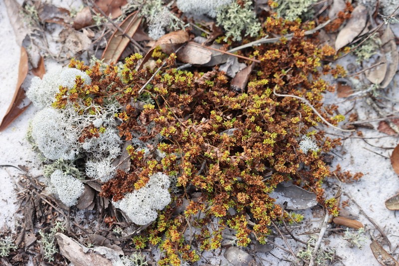 Coastal Plain Nailwort photo 7
