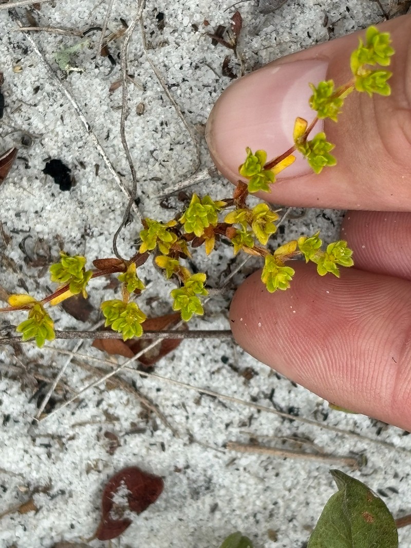 Coastal Plain Nailwort photo 8