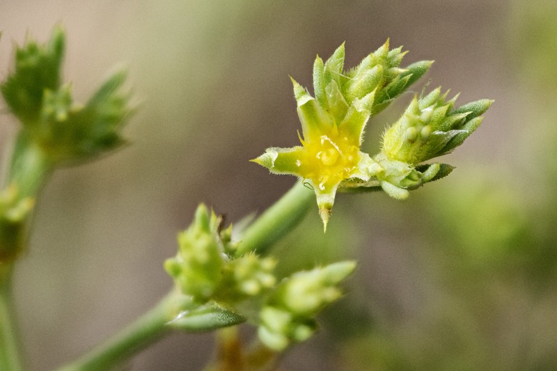James' Nailwort photo 4