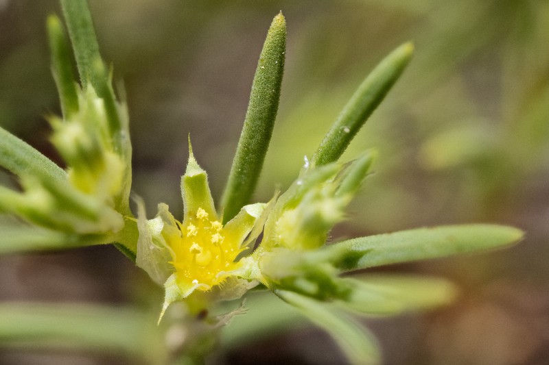 James' Nailwort photo 2