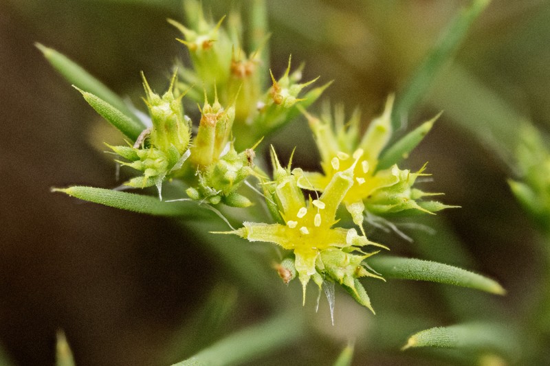 James' Nailwort photo 3