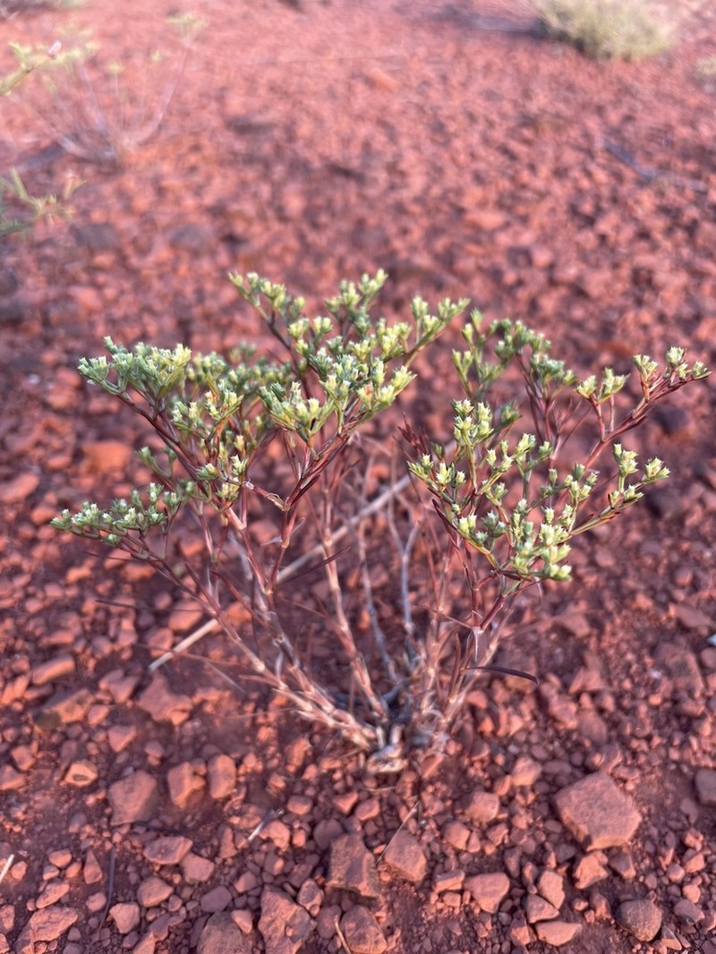 James' Nailwort