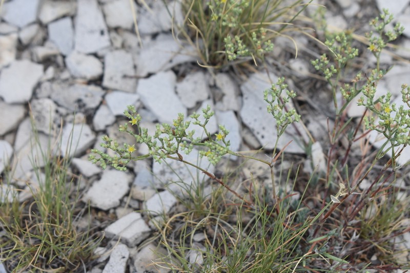 James' Nailwort photo 2