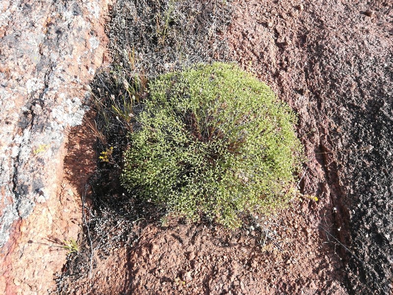 James' Nailwort photo 3