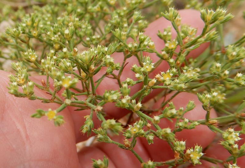 James' Nailwort photo 4