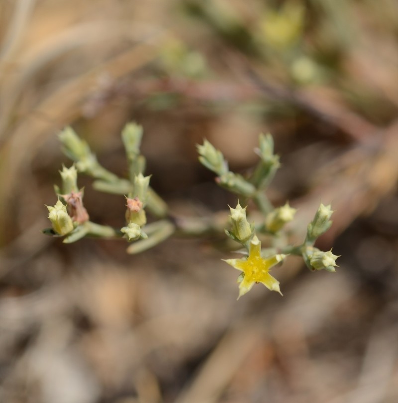 James' Nailwort photo 5