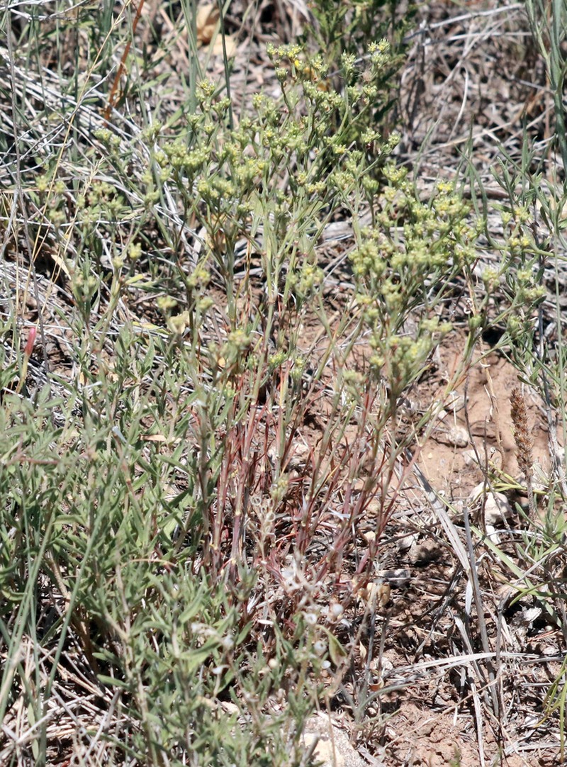 James' Nailwort photo 6