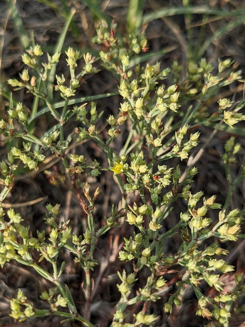 James' Nailwort photo 7
