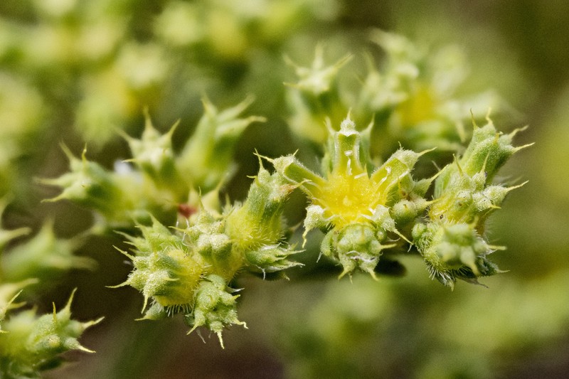 James' Nailwort photo 8