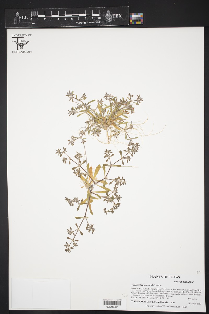 Jones' Nailwort