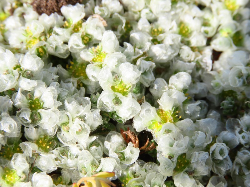 Paronychia kapela subsp. kapela