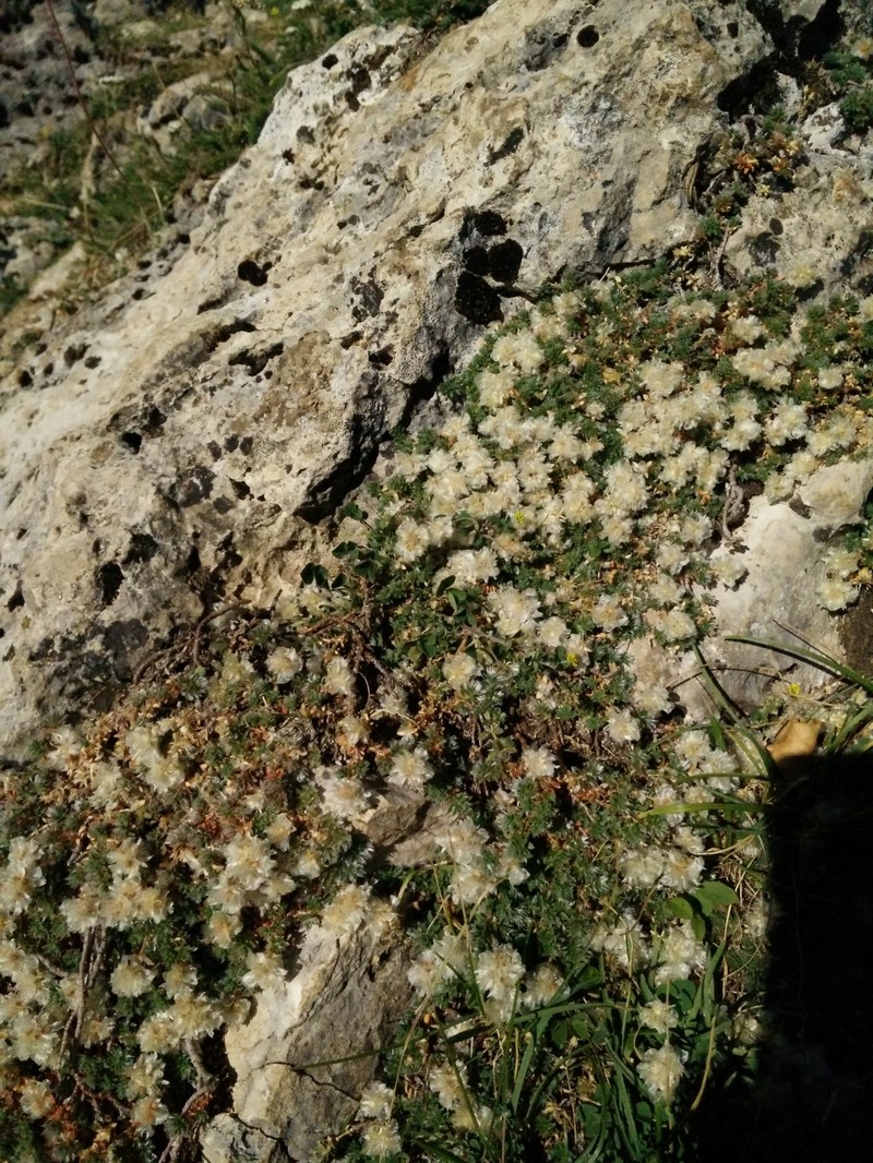 Paronychia kapela subsp. kapela photo 3