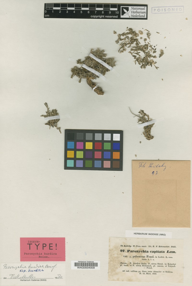 Paronychia kurdica subsp. kurdica