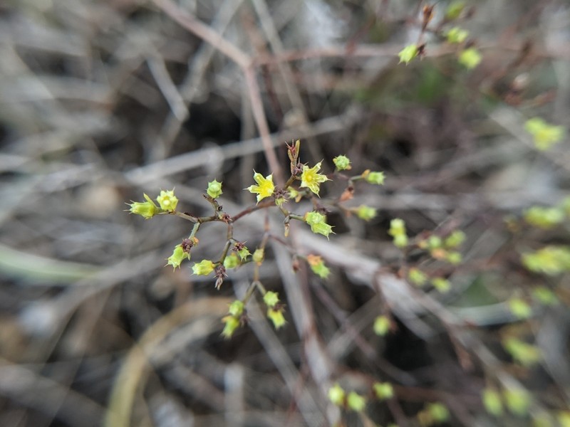 Forked Nailwort
