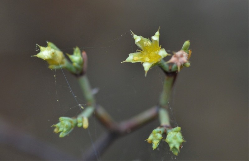 Forked Nailwort photo 2