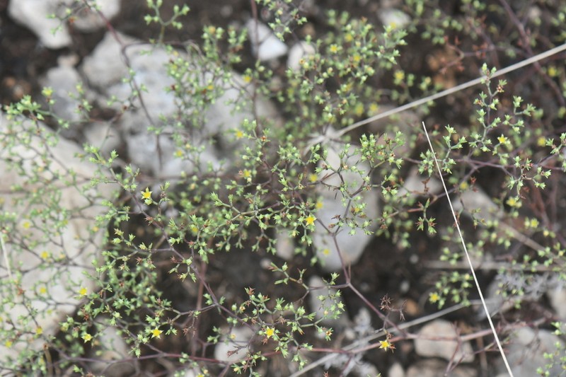 Forked Nailwort photo 3