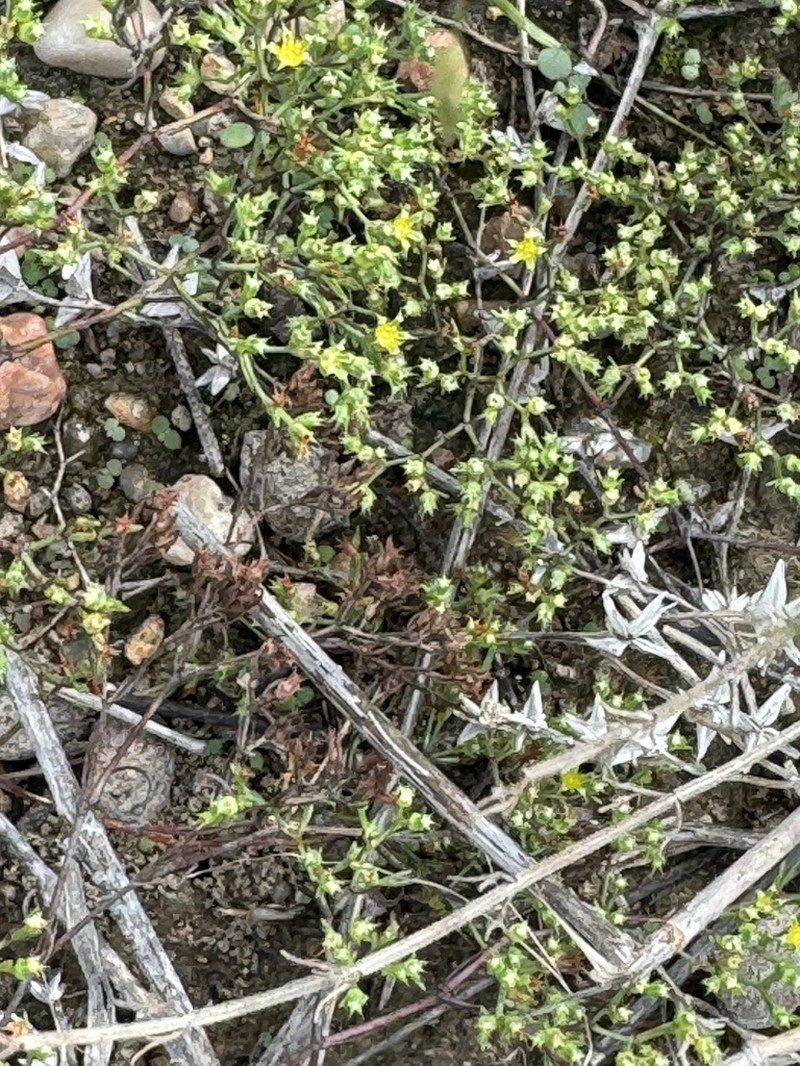 Forked Nailwort photo 4