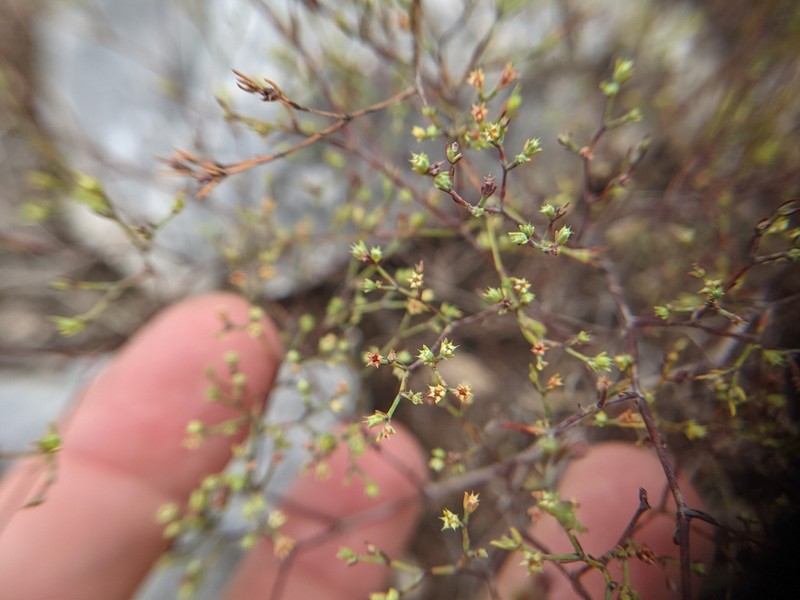 Forked Nailwort photo 7