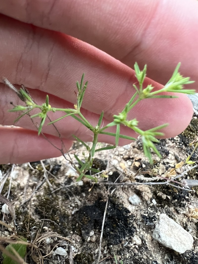 Forked Nailwort photo 8
