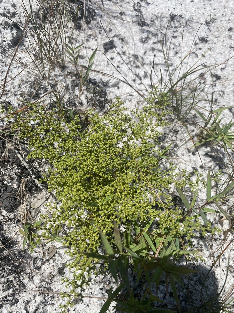 Paronychia minima
