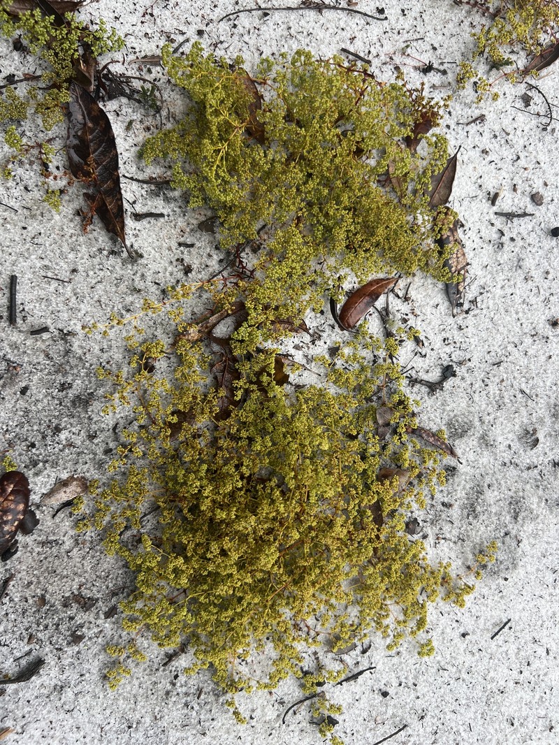 Paronychia minima photo 6