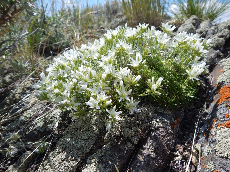 Mountain Nailwort photo 2