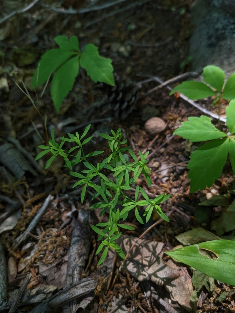 Mountain Nailwort