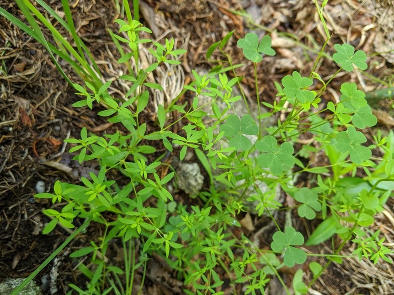 Mountain Nailwort photo 2