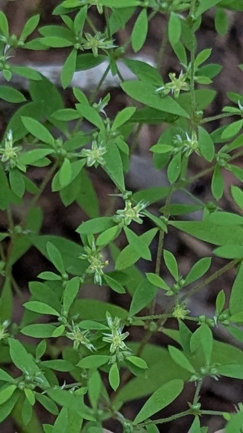 Mountain Nailwort photo 3