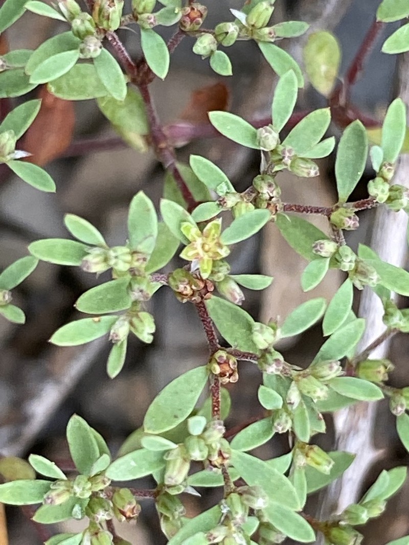 Mountain Nailwort photo 4