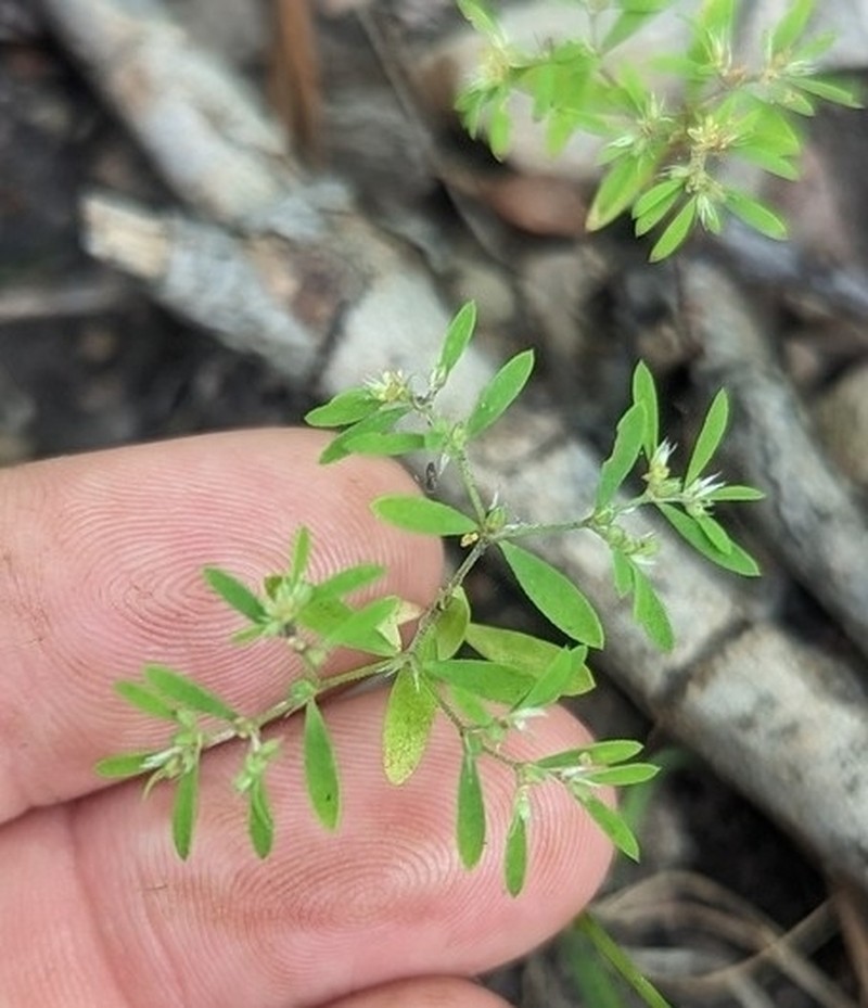 Mountain Nailwort photo 5