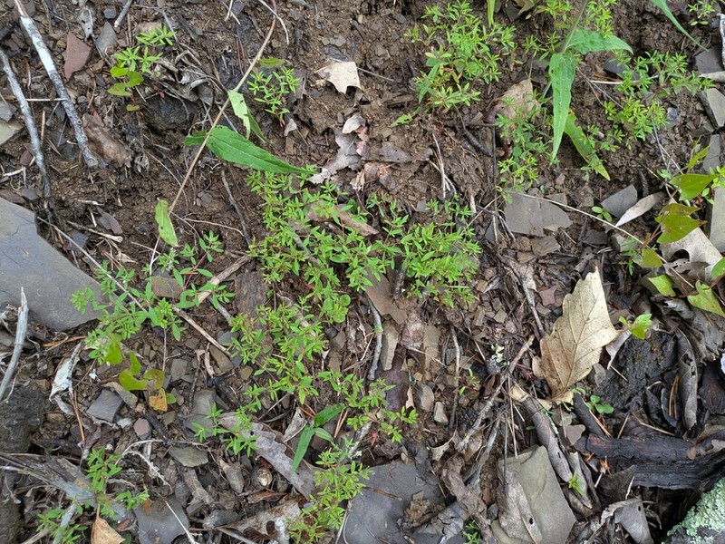 Mountain Nailwort photo 6