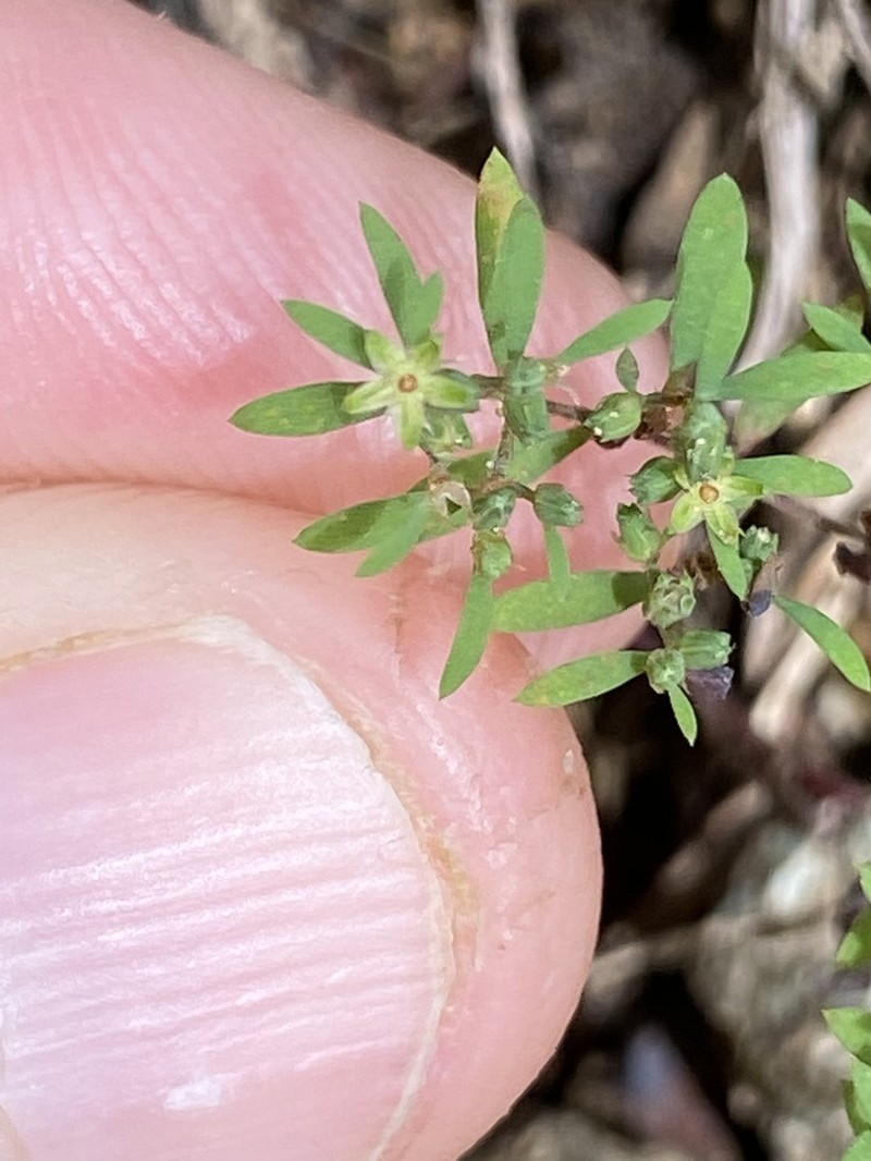 Mountain Nailwort photo 7