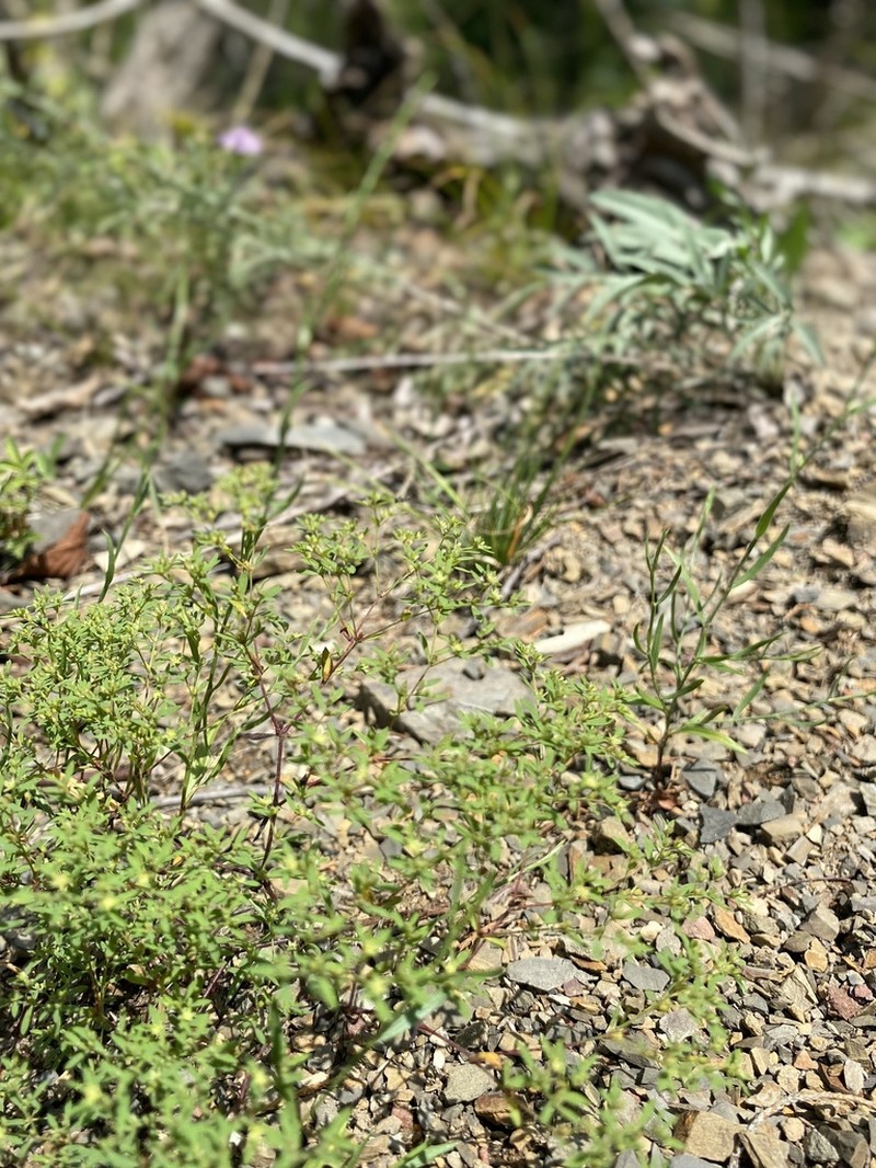 Mountain Nailwort photo 8