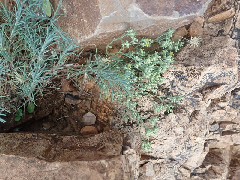 Livermore Nailwort