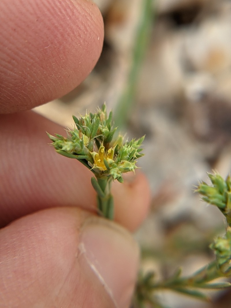 Livermore Nailwort photo 2