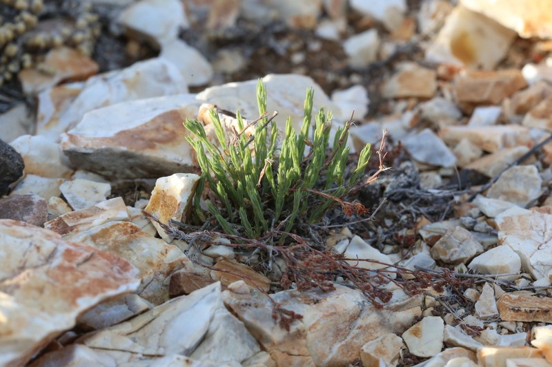 Livermore Nailwort photo 3
